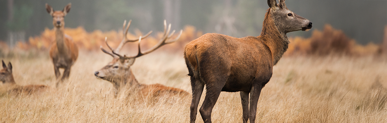Les équipements indispensables pour la chasse au grand gibier
